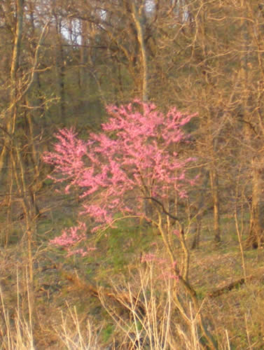 Redbud in the otherwise still leafless woods.