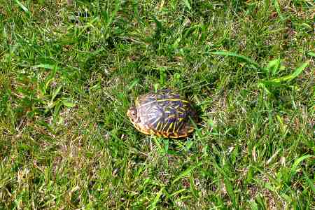 This ornate box turtle took a rather fast walk across the front yard today.  I almost stepped on it.  