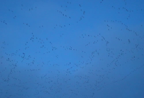 Specks of geese in the sky