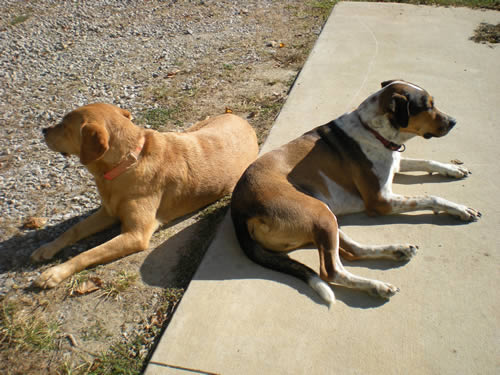 two dogs lying in the sun