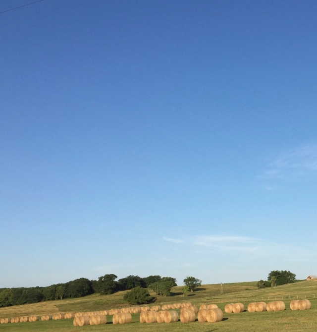 Hayed field, blue sky